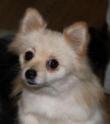 My PomChi My PomChi